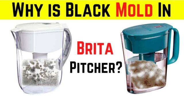 Why is Black Mold In Brita Pitcher? | And how to Prevent?