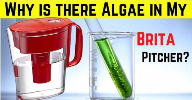 Why is there Algae in My Brita Pitcher? | How to Prevent it?
