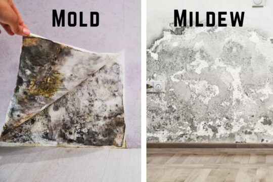 Difference between mildew or mold